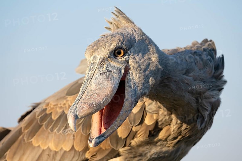 Shoebill