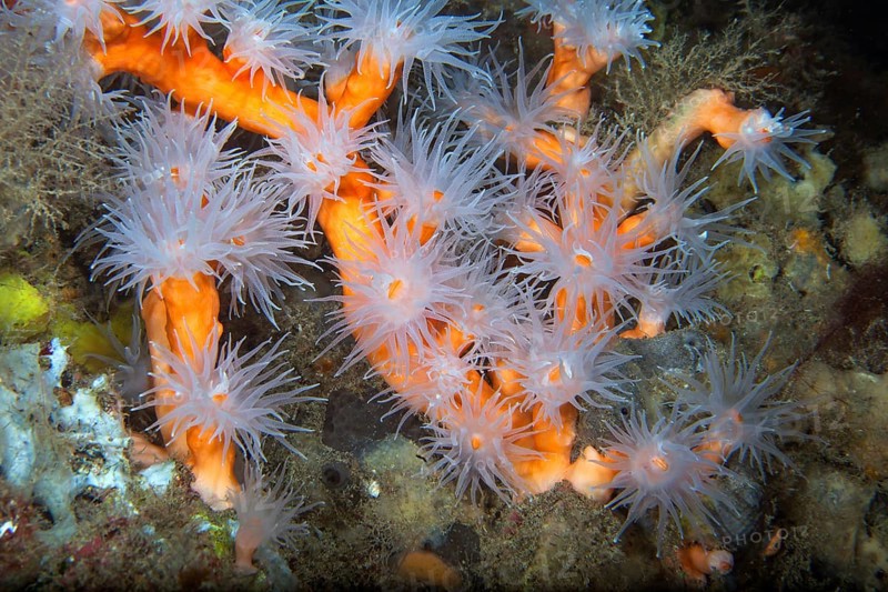 Orange tree coral