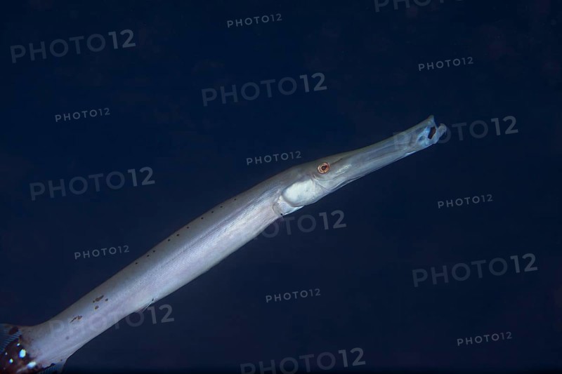 Atlantic cornetfish