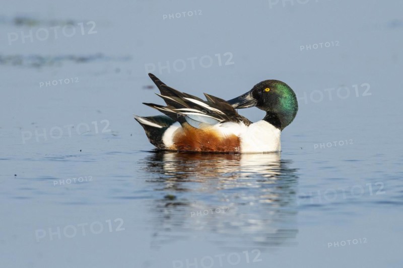 Northern shoveler