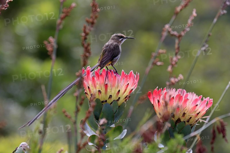 Cape sugarbird