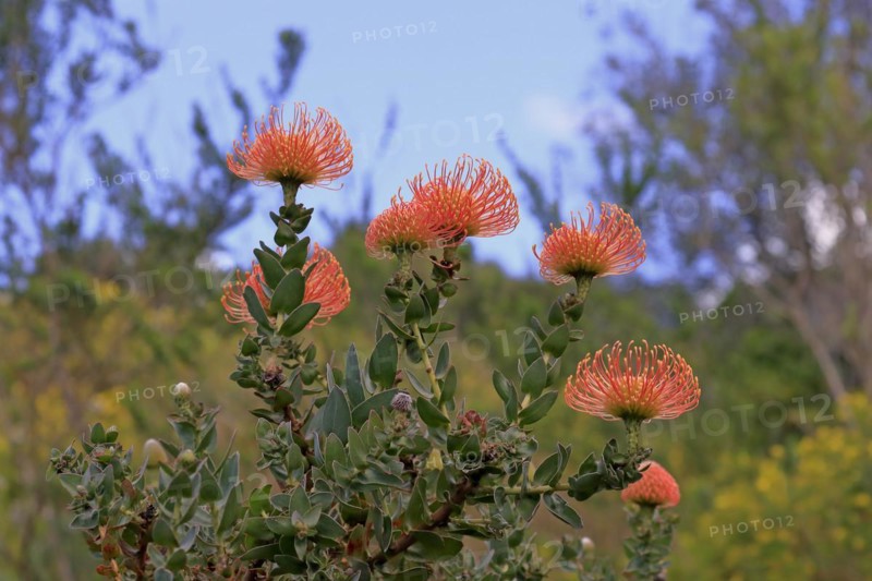 Pincushion Protea
