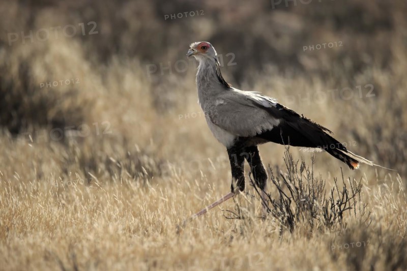 Secretary bird