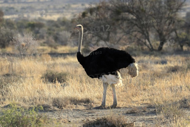 South African ostrich