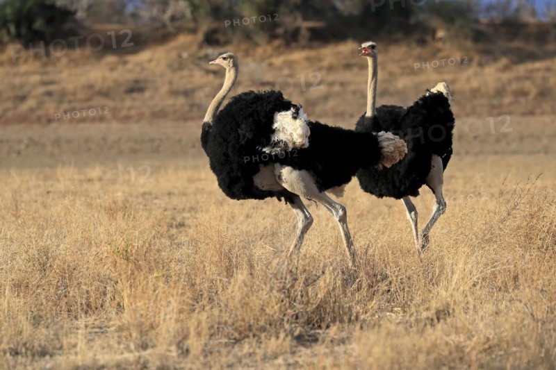 South African ostrich