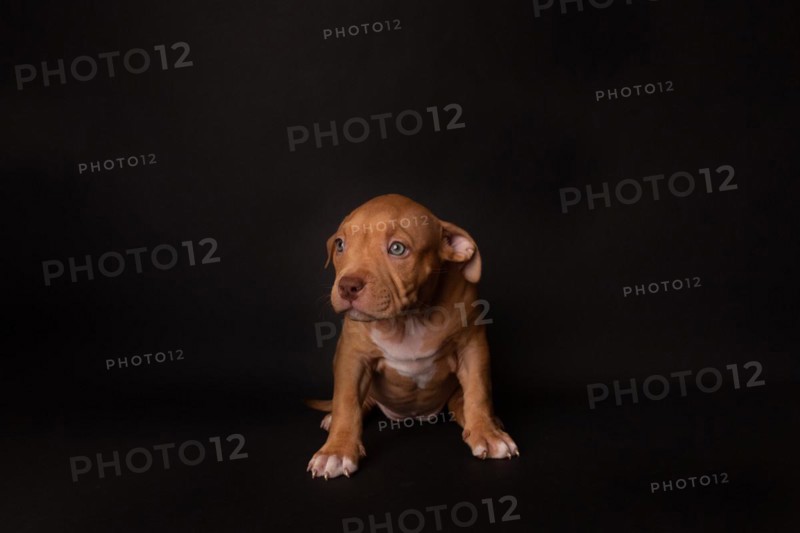 Puppy American Pit Bull Terrier sit on black background in studio