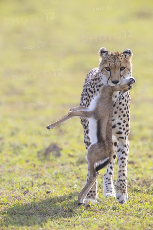 Cheetah