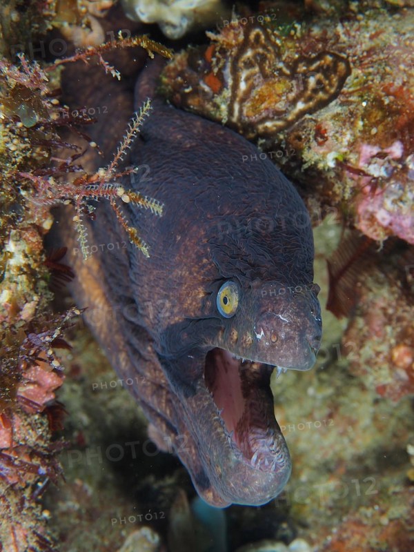 Masked moray