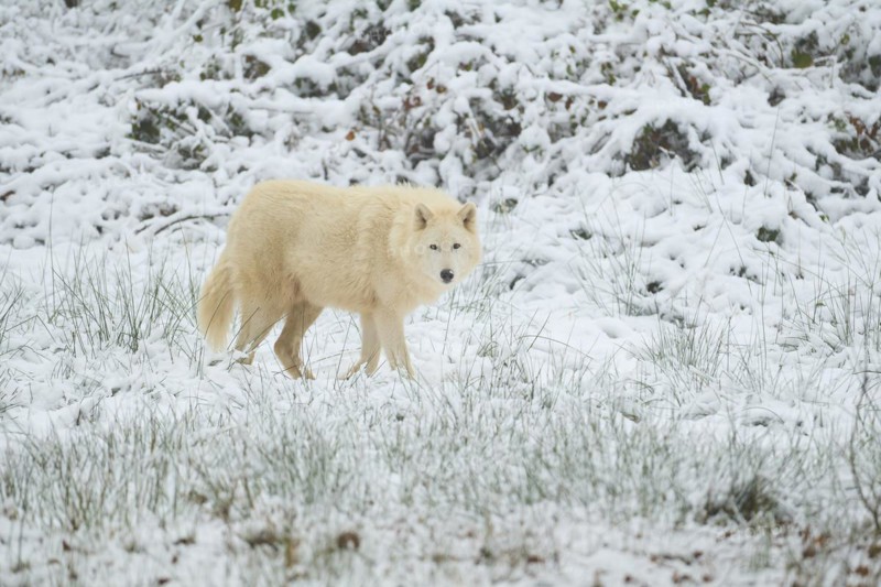 Alaskan tundra wolf
