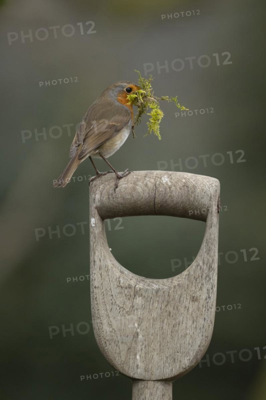 European robin