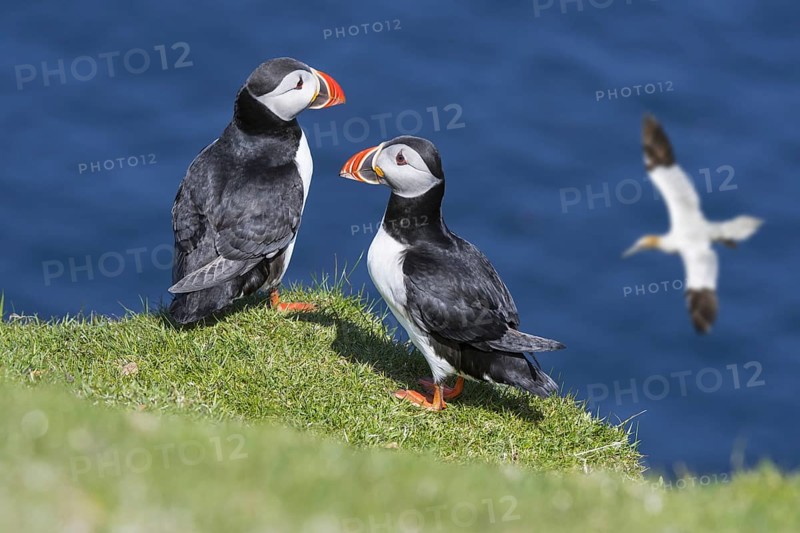 Two Atlantic puffins