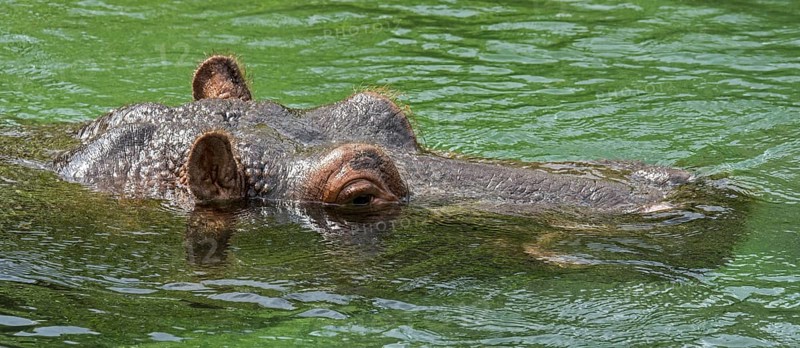 Submerged common hippopotamus