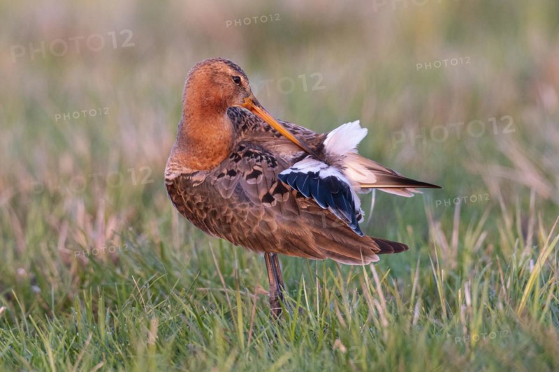 Black-tailed Godwit