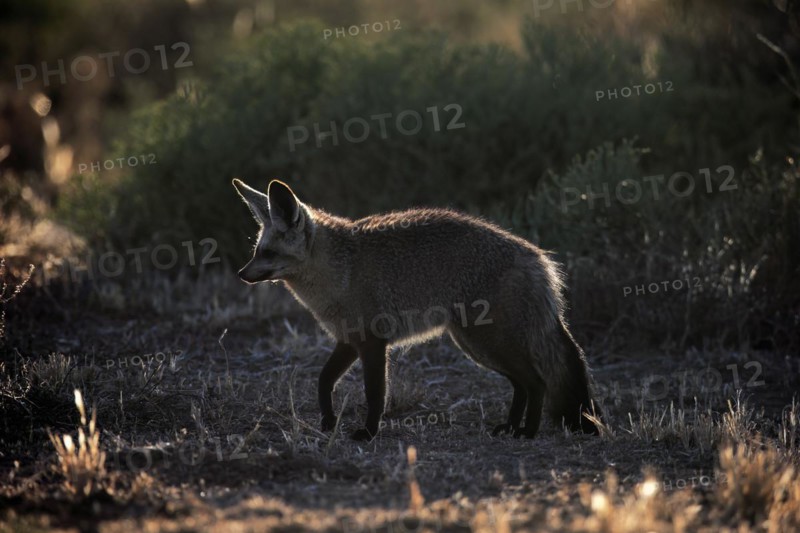 Bat-eared fox