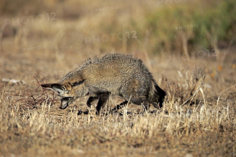 Bat-eared fox