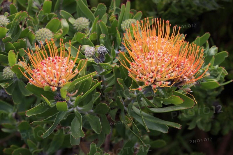 Pincushion Protea
