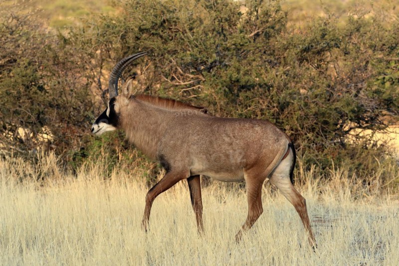 Roan antelope