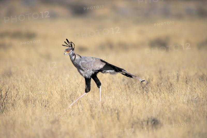 Secretary bird