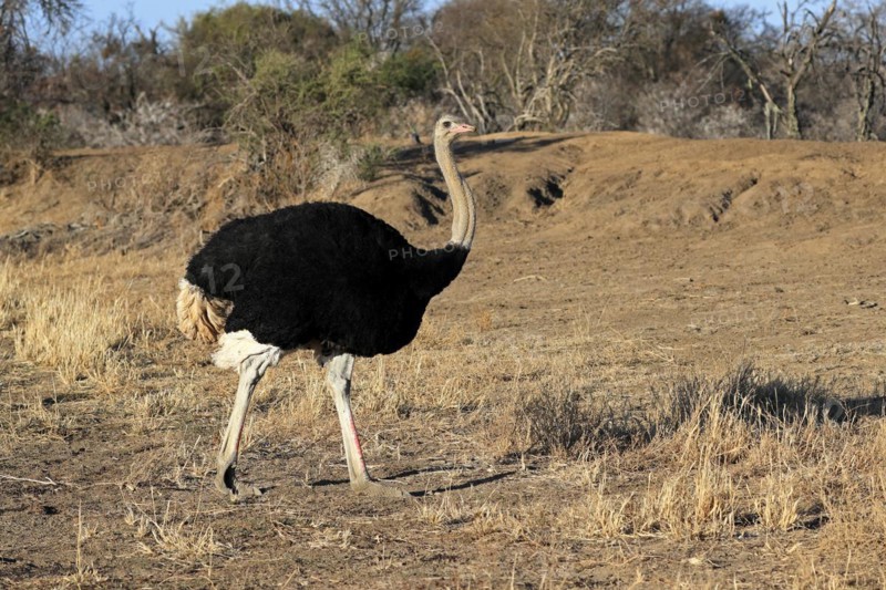 South African ostrich