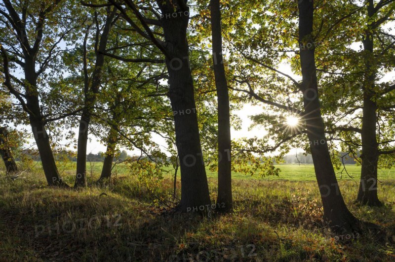English oaks