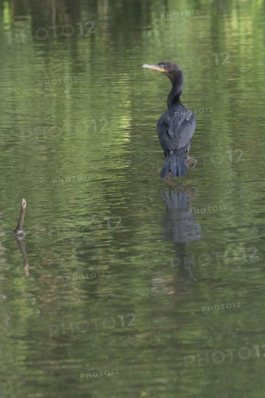 Neotropical Cormorant