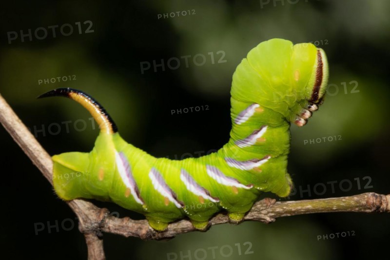 Privet hawk moth Caterpillar sitting on brown twig seen right
