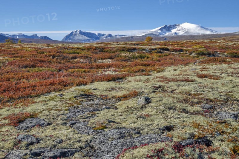 Dovrefjell National Park in autumn