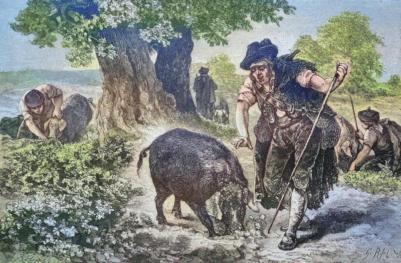 Truffle hunt with a truffle pig in Perigord