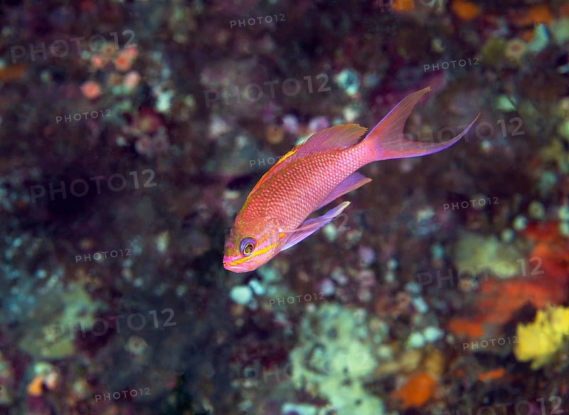 Mediterranean basselet