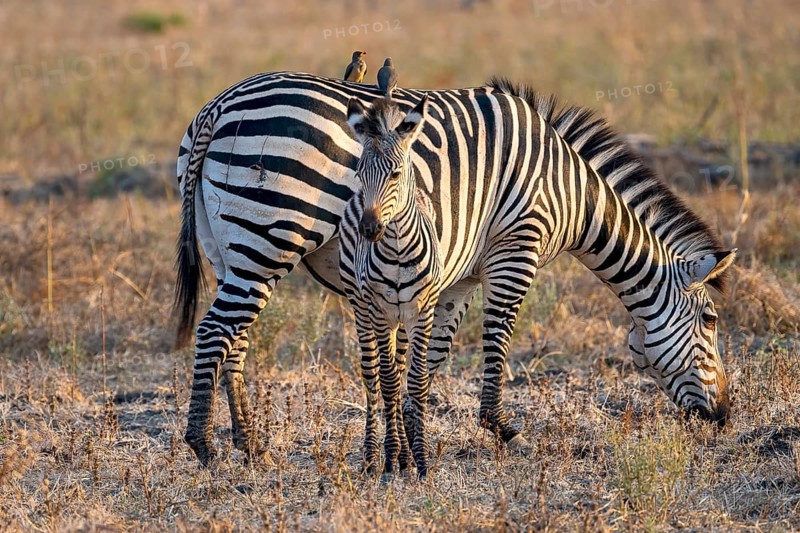 Plains Zebra of the subspecies crawshay's zebra