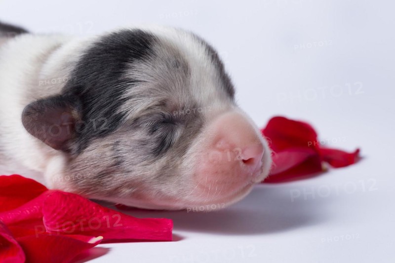 Ten days old puppies of the Welsh Corgi Pembroke