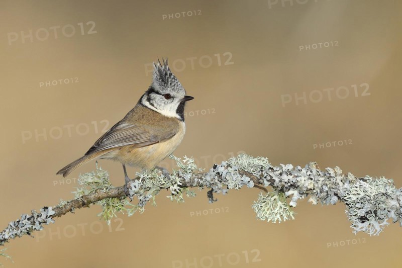 Crested tit