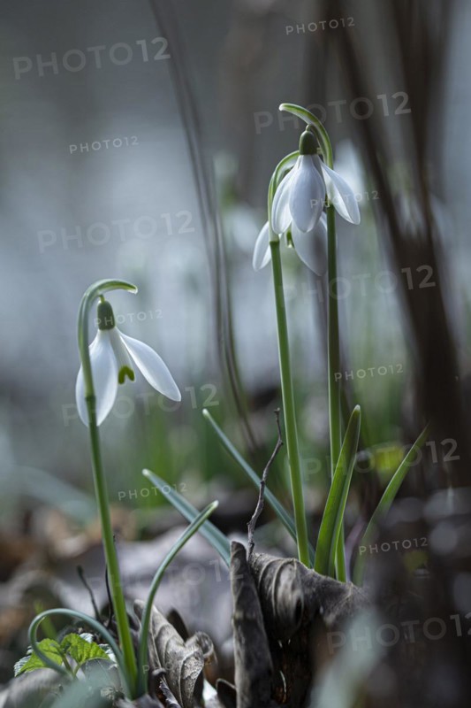 Common snowdrop
