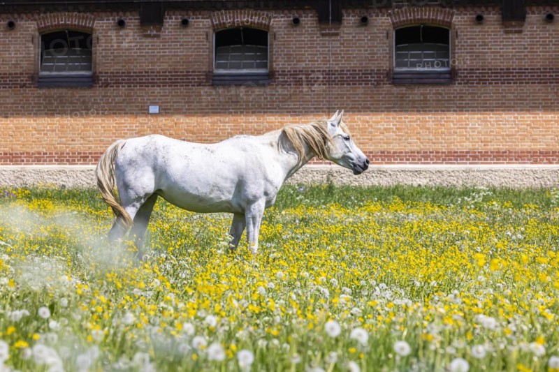 Horse paddock