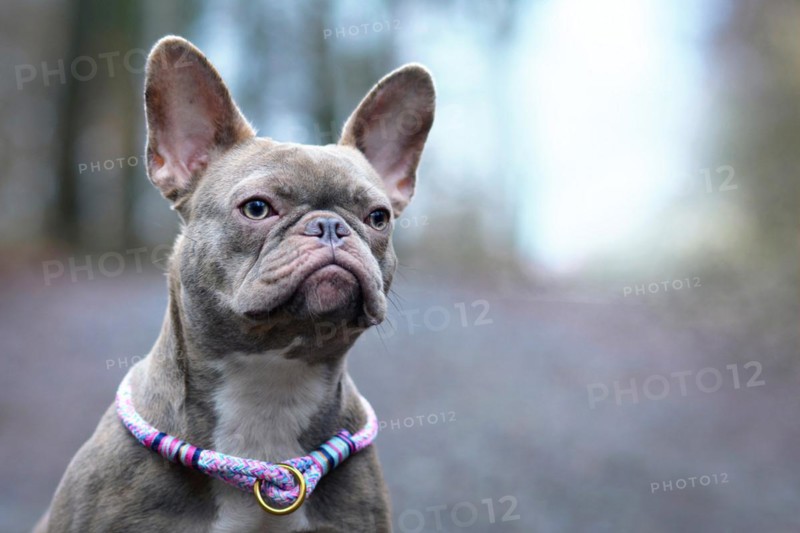 Portrait of beautiful rare colored lilac brindle female French Bulldog dog with light amber eyes and violet paracord collar