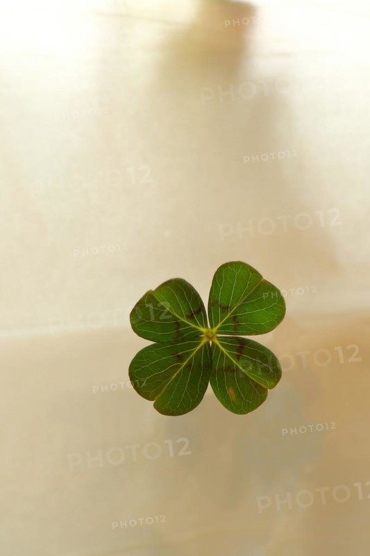 Four-leaf clover