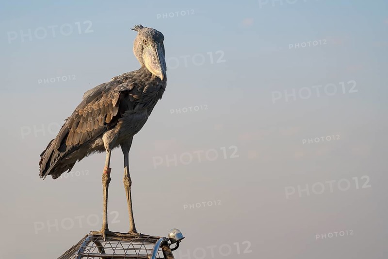 Shoebill