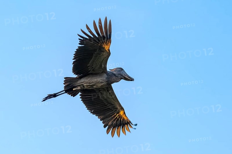 Shoebill