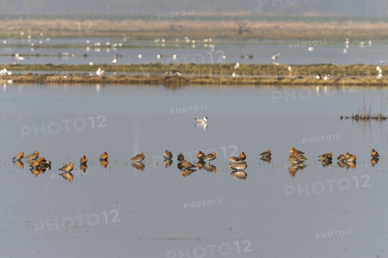 Black-tailed Godwit