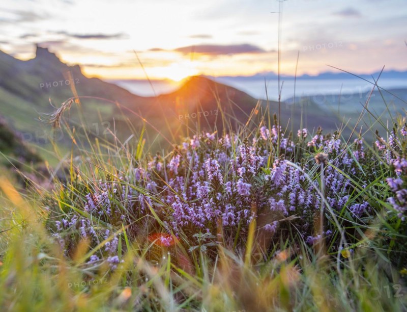 Close-up of Heather with Quiraing in the background