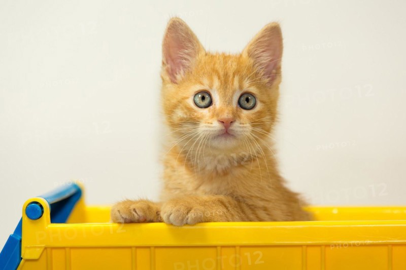 Young cat posing in the home studio on a white background. Inside