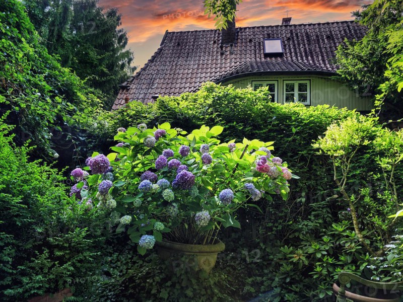 Flowering hydrangea in a flower pot