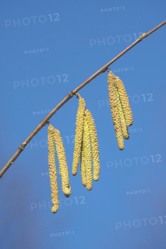 Common hazel