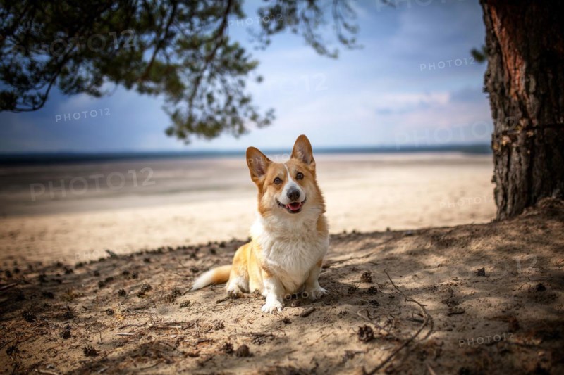 A Welsh Corgi Pembroke dog poses under a tree on the edge of the desert