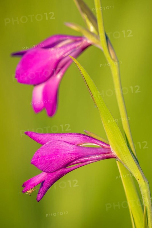 Marsh Gladiolus
