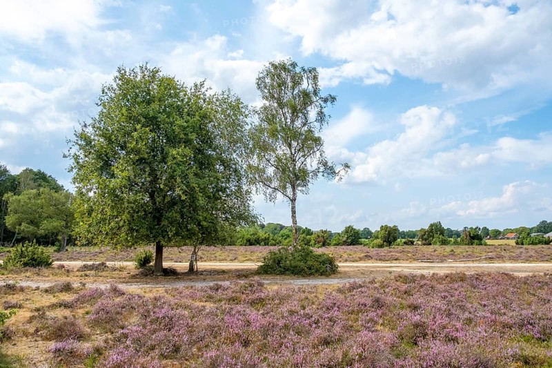 Buurserzand Nature Reserve