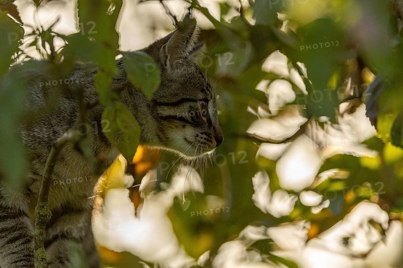 European domestic cat