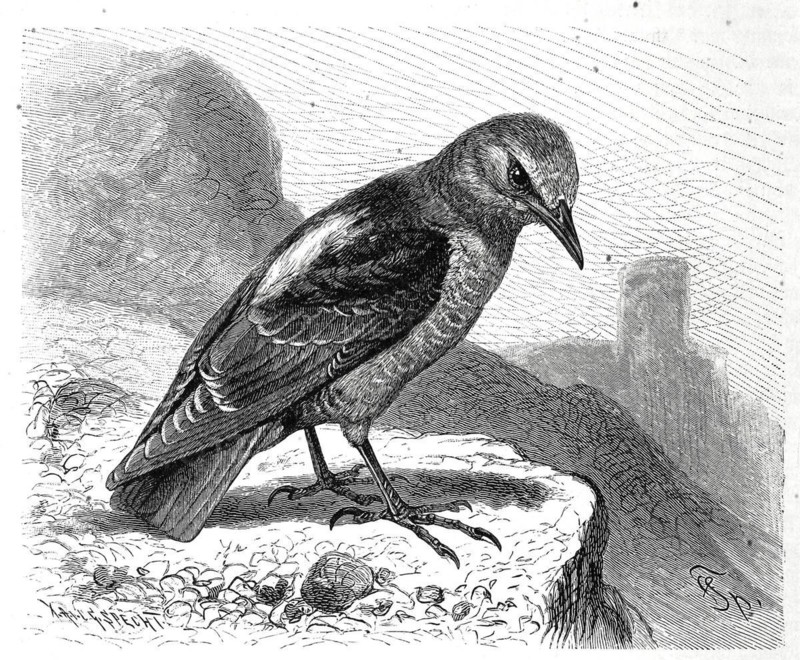 Bird