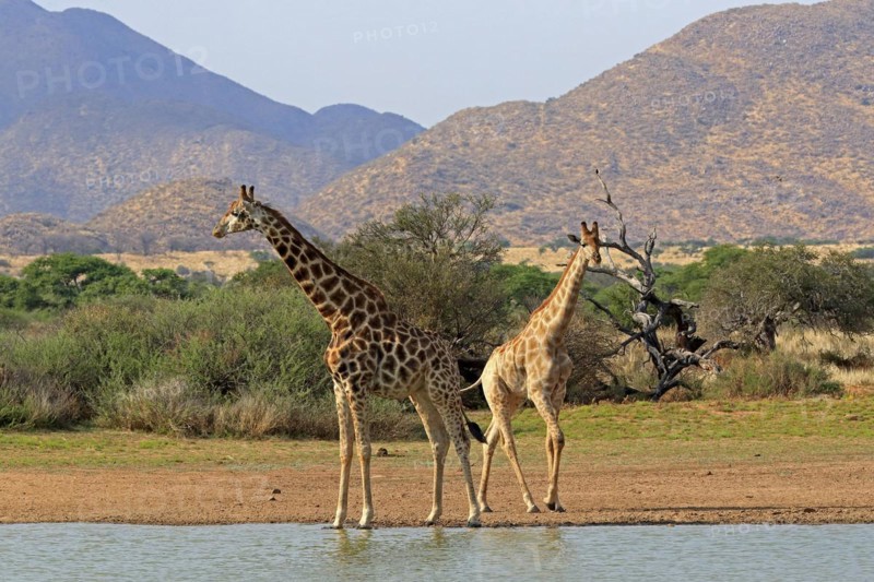 Southern giraffe
