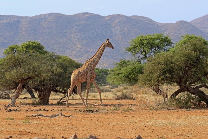 Southern giraffe